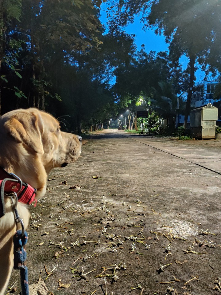 Labrador Dog