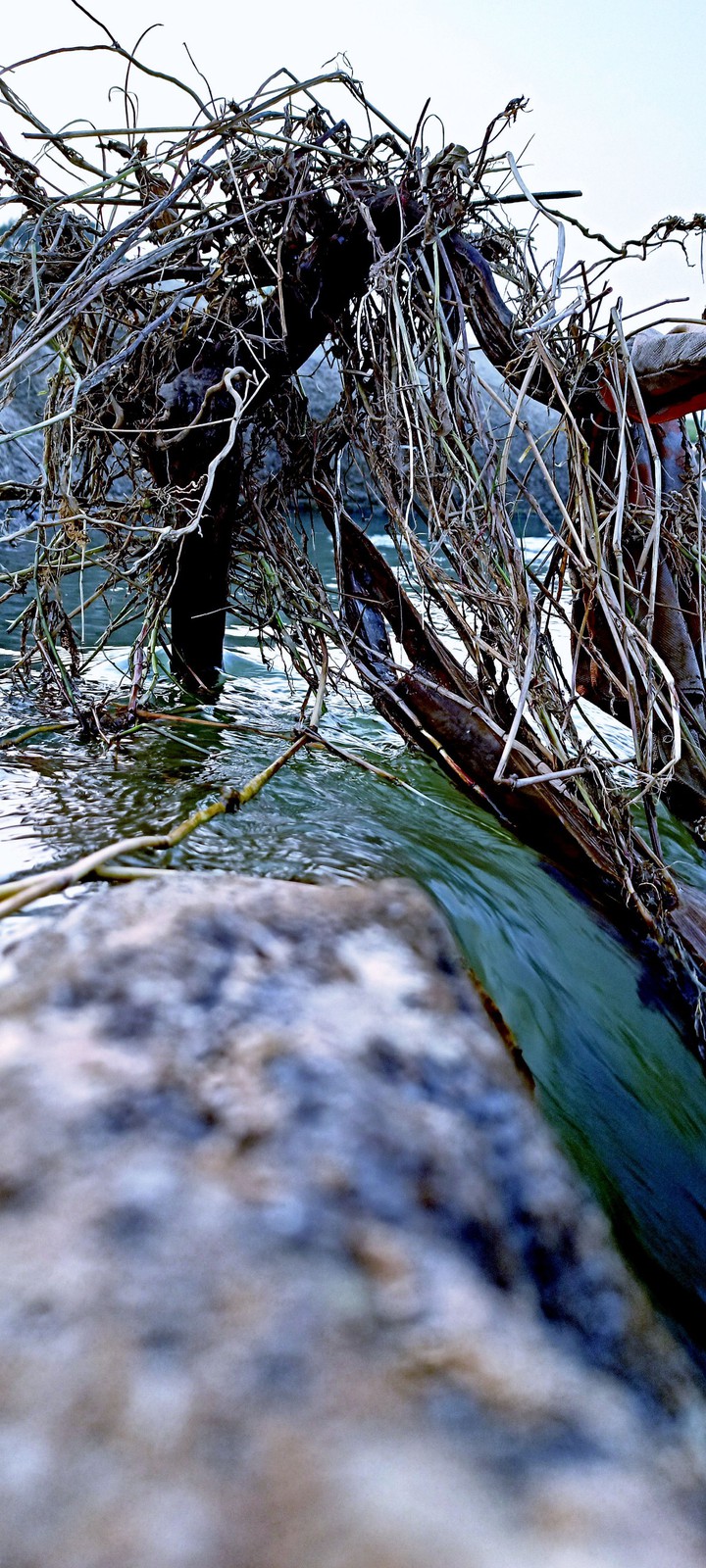 Tree in the river