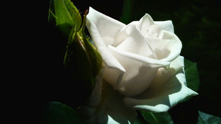 White rose