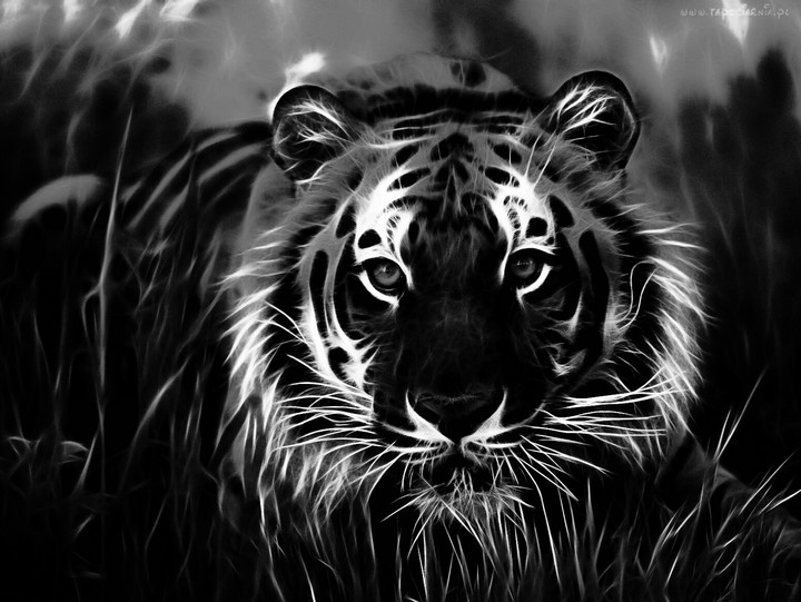 tiger