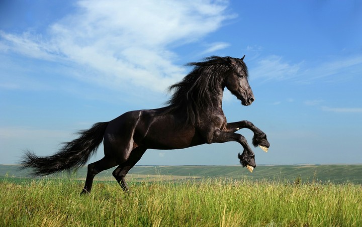 black horse