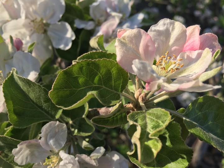 Apple blossom