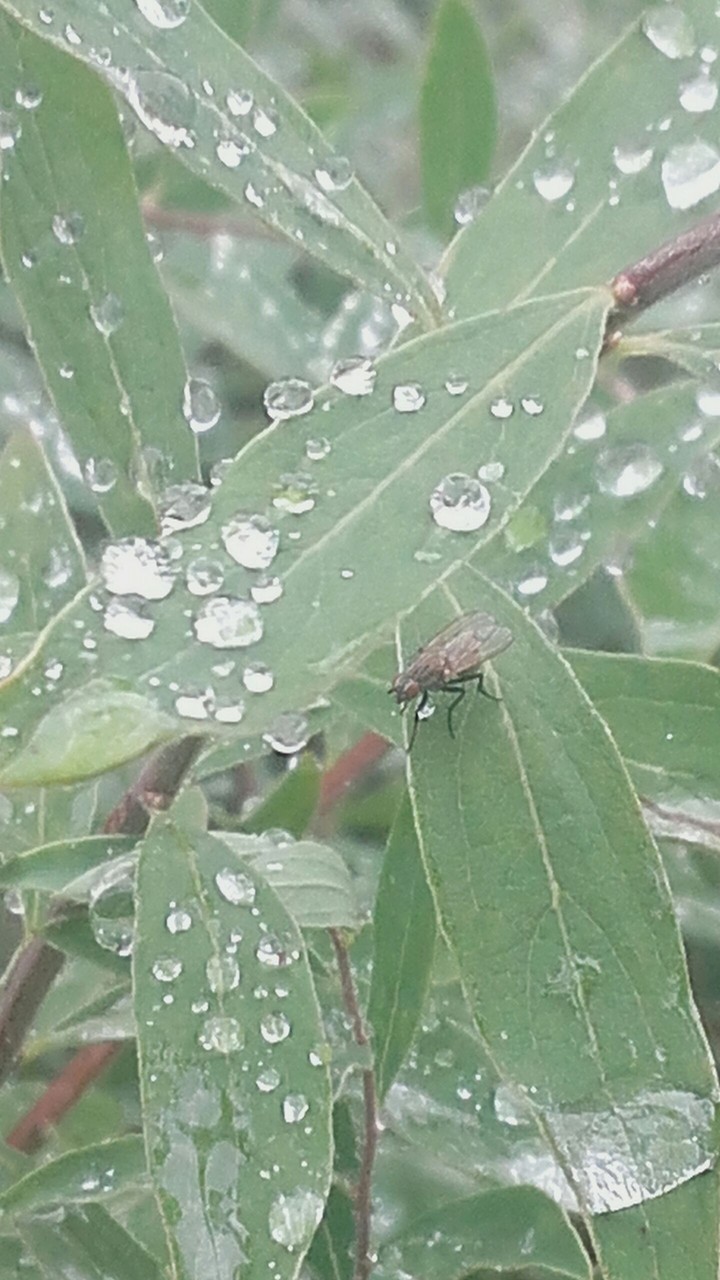 Kropelki rosy