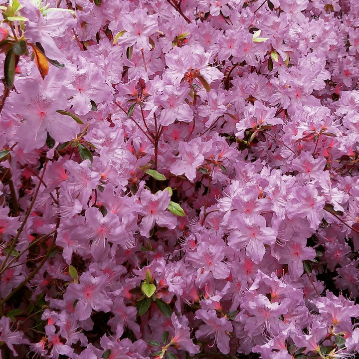 Pretty Pink