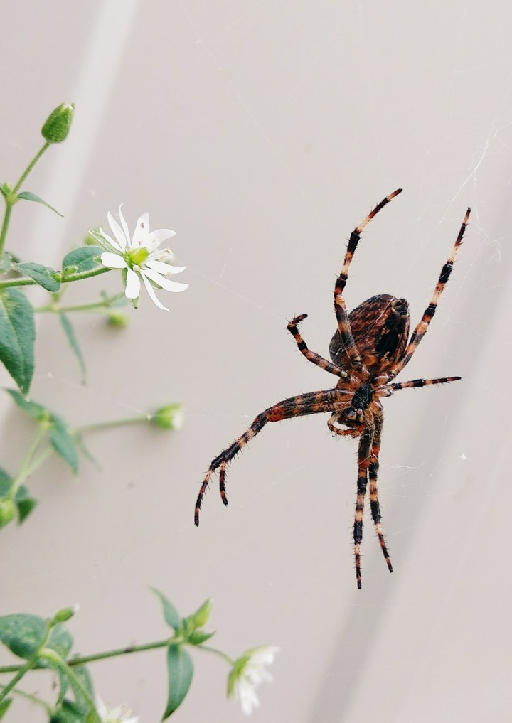 spider and flowers