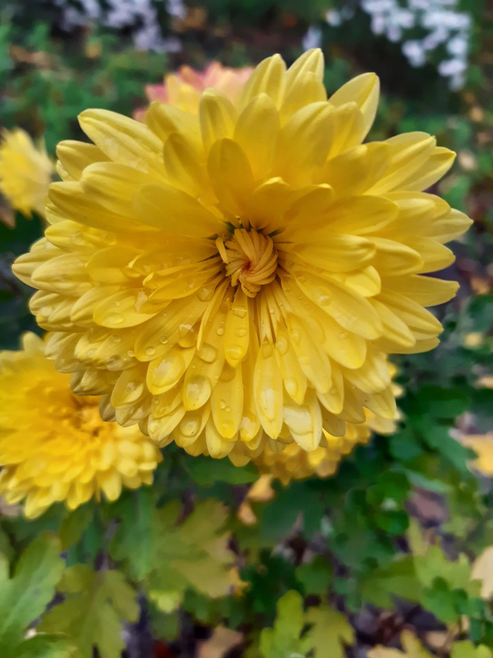 flower