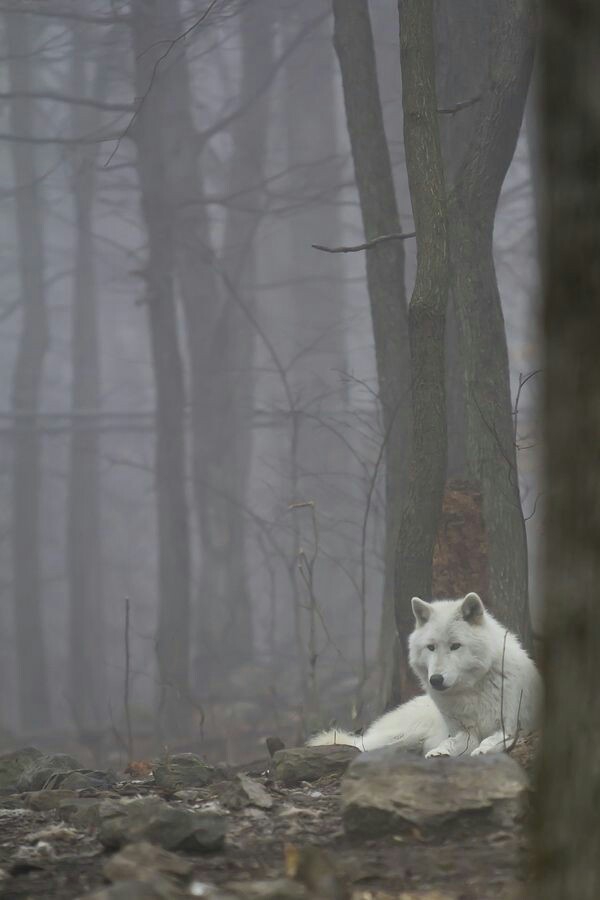 wolf