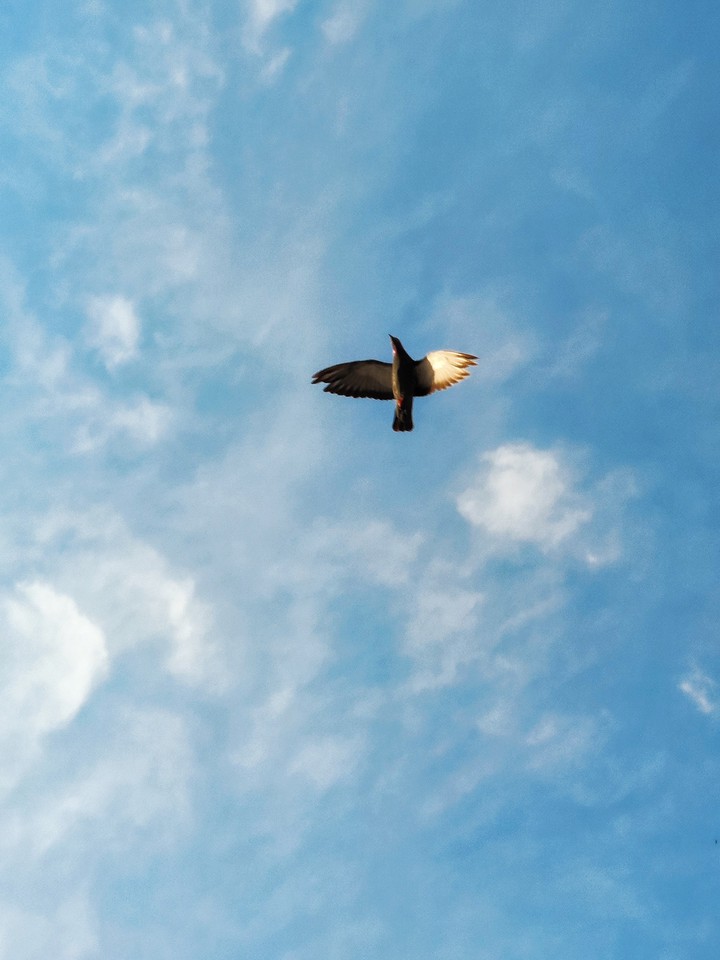 Flight