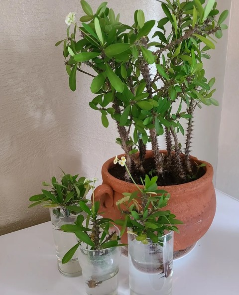 hình nền Vase, herb