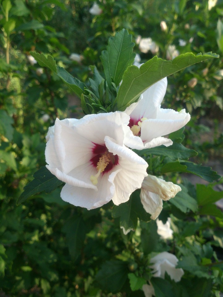 summer flowers