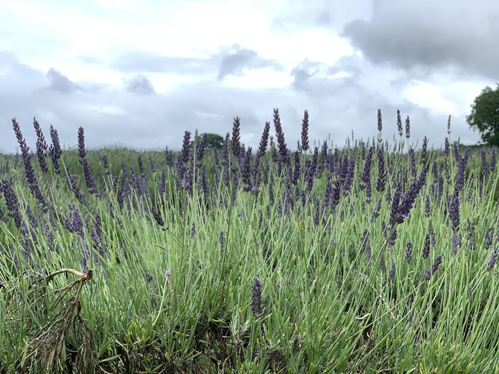 Mayfield Lavander Farm