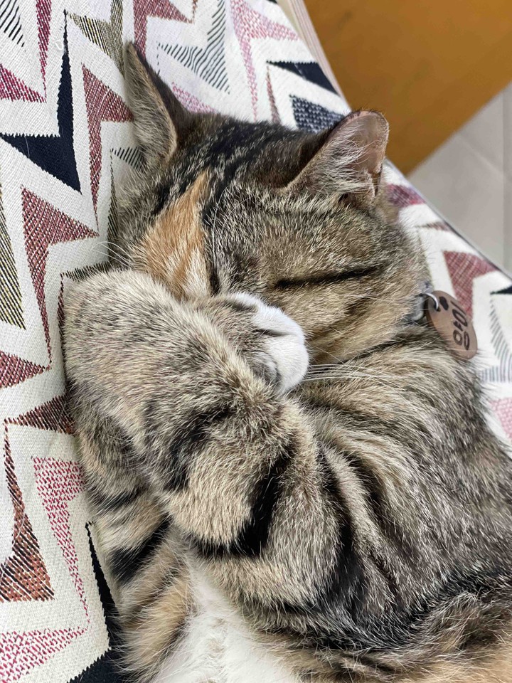냥이