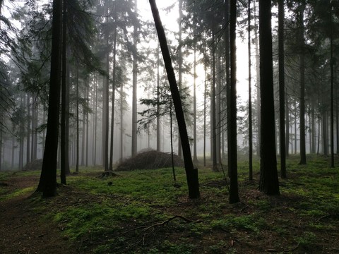 The wood