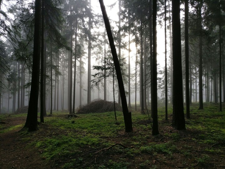 The wood