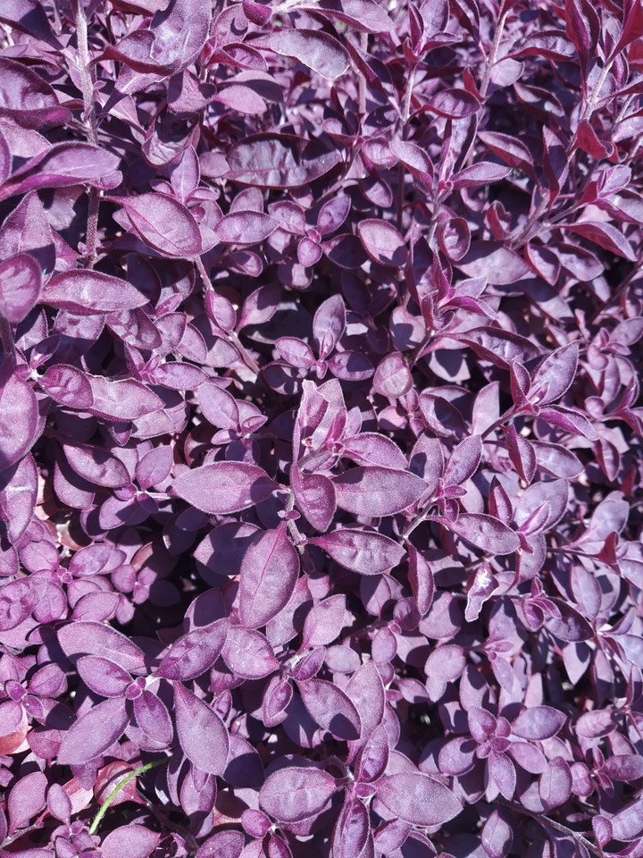 Violet flowers