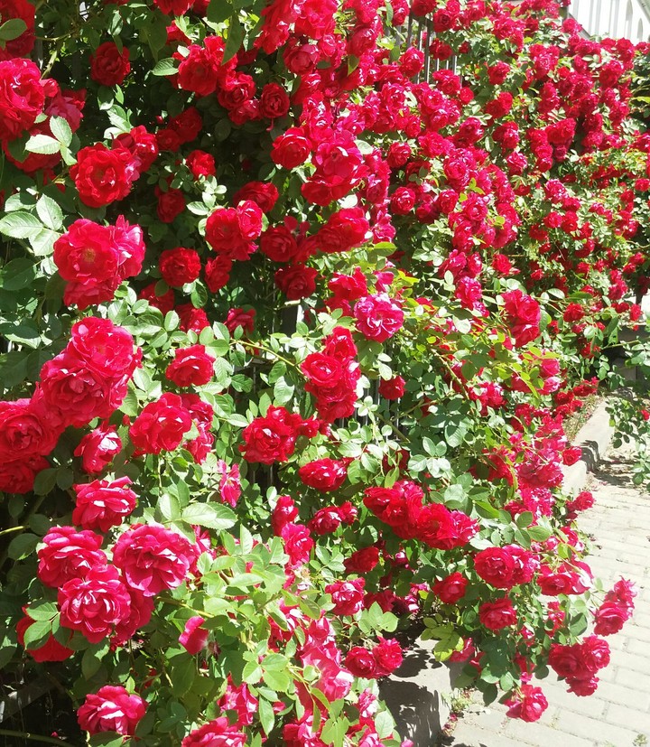 rose