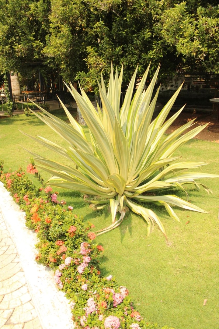 plant