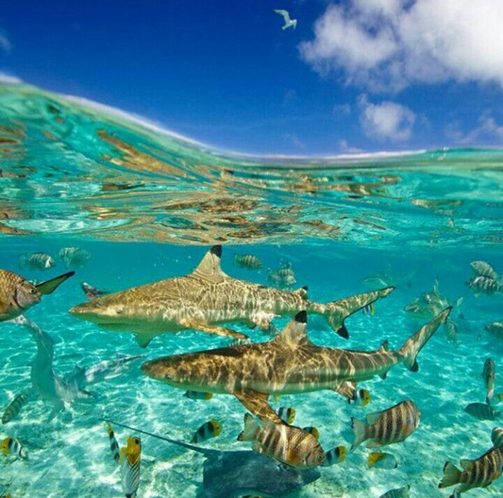shark