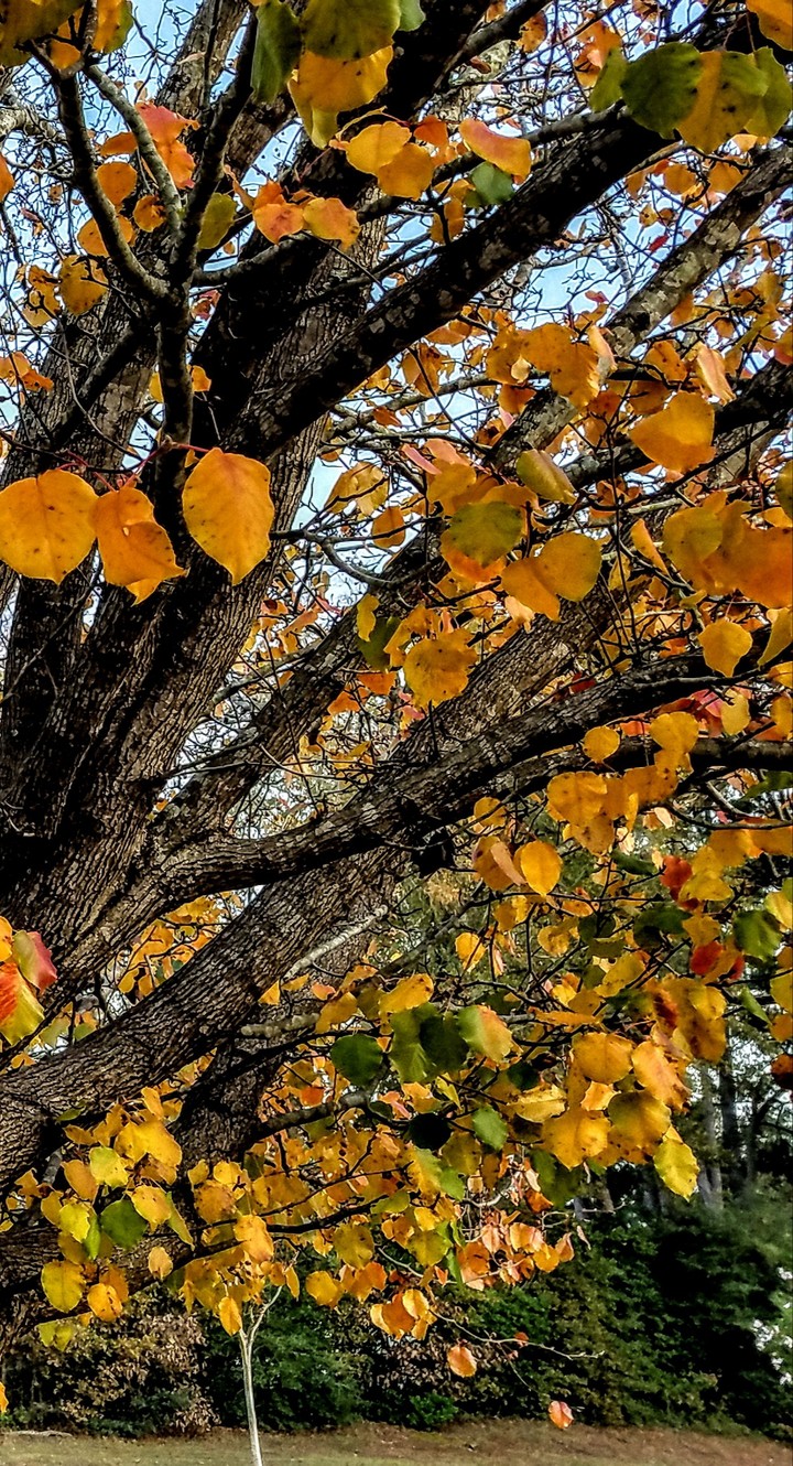 yellow-leaves