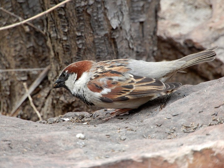 bird
