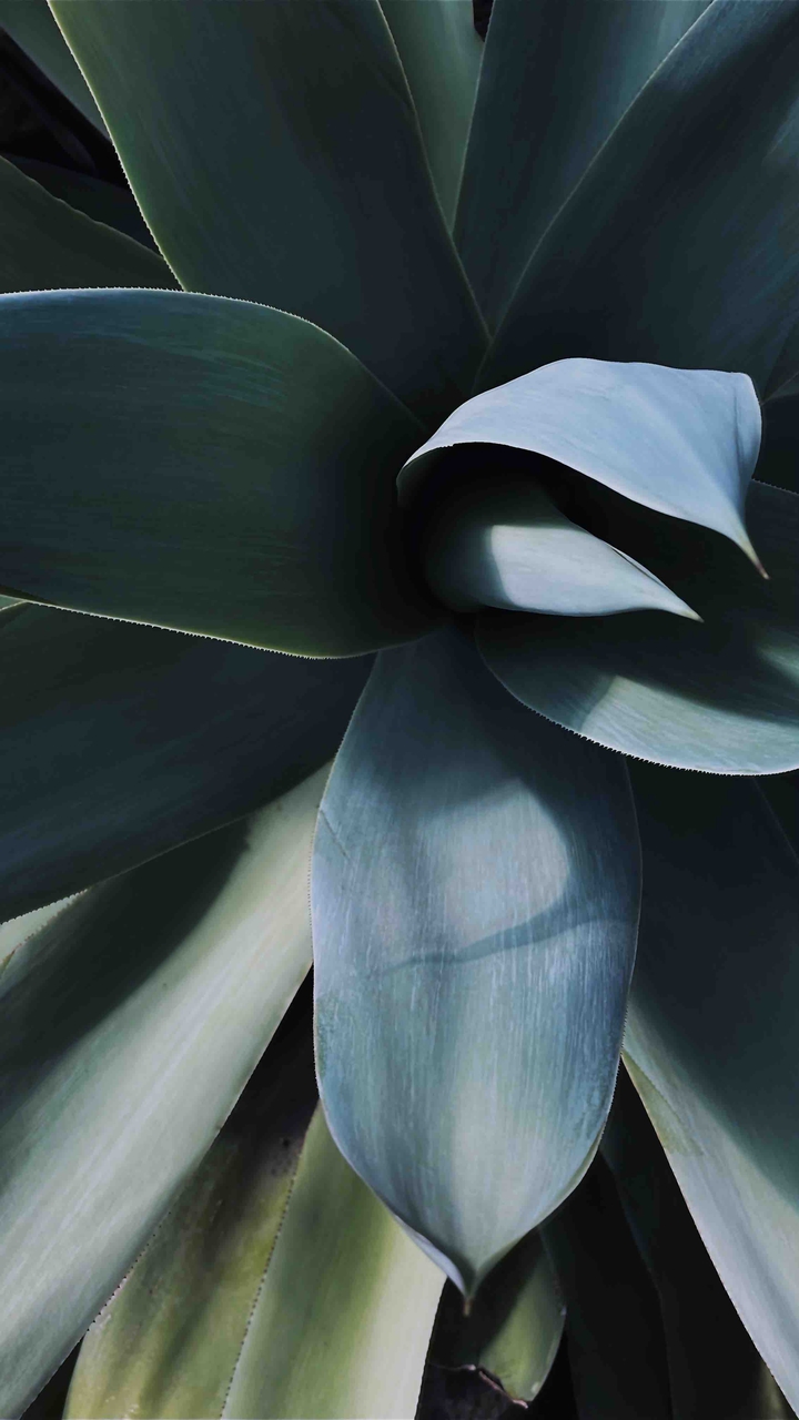 agave