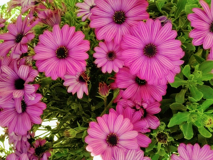 fiori