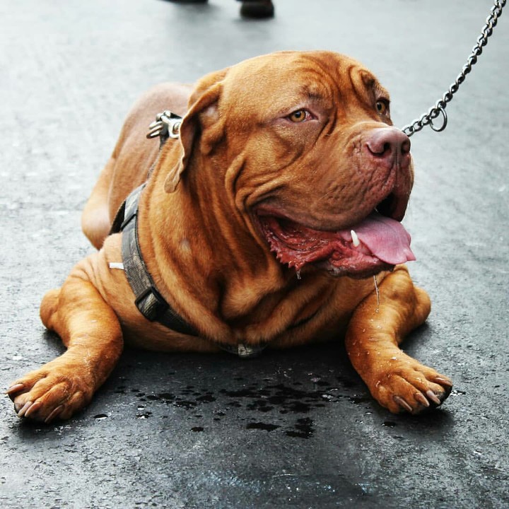 Dog