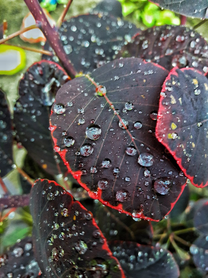 leaves
