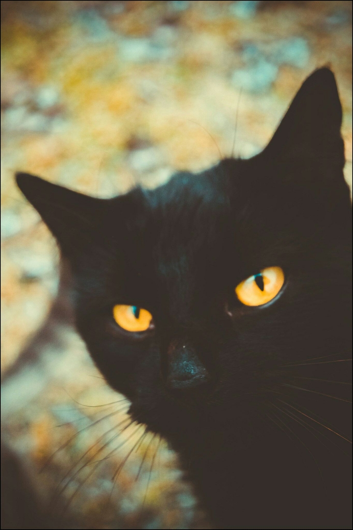 bagira