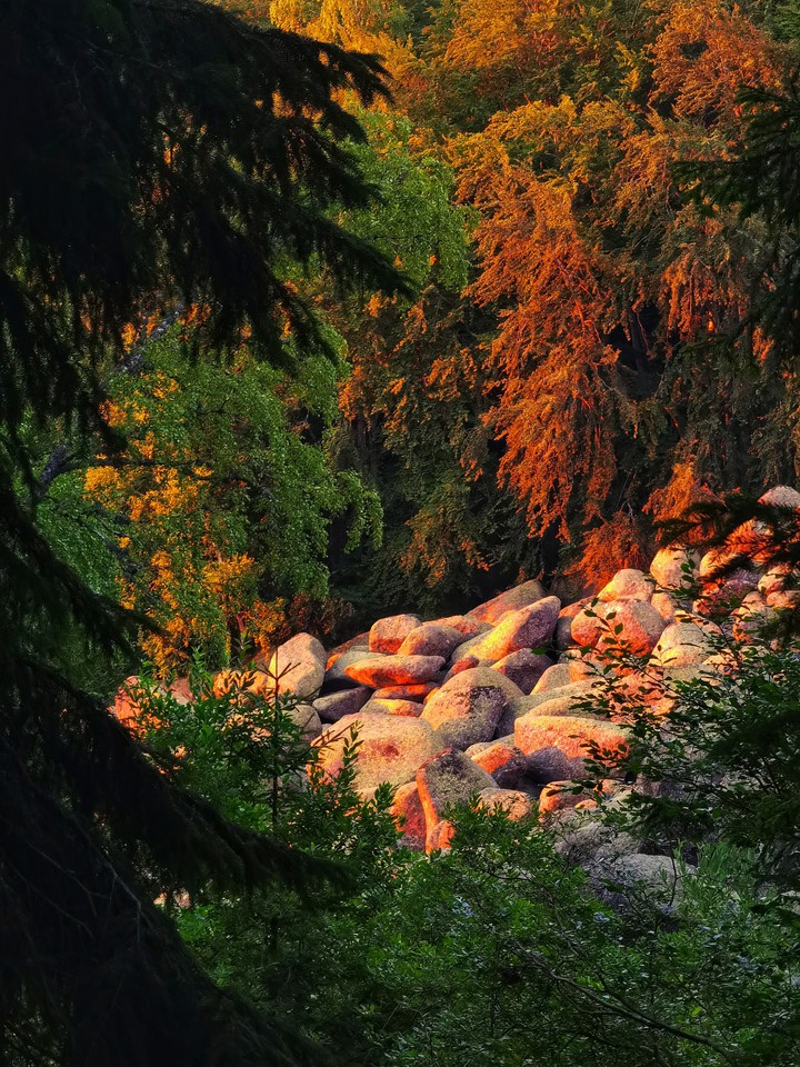 forest magic