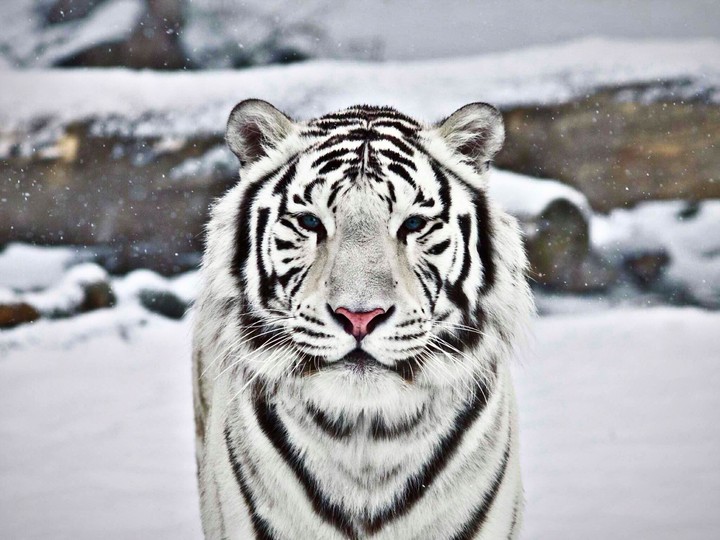 tigre blanc
