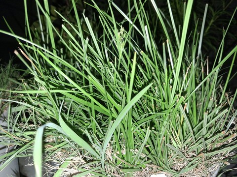 herb, grasses वॉलपेपर