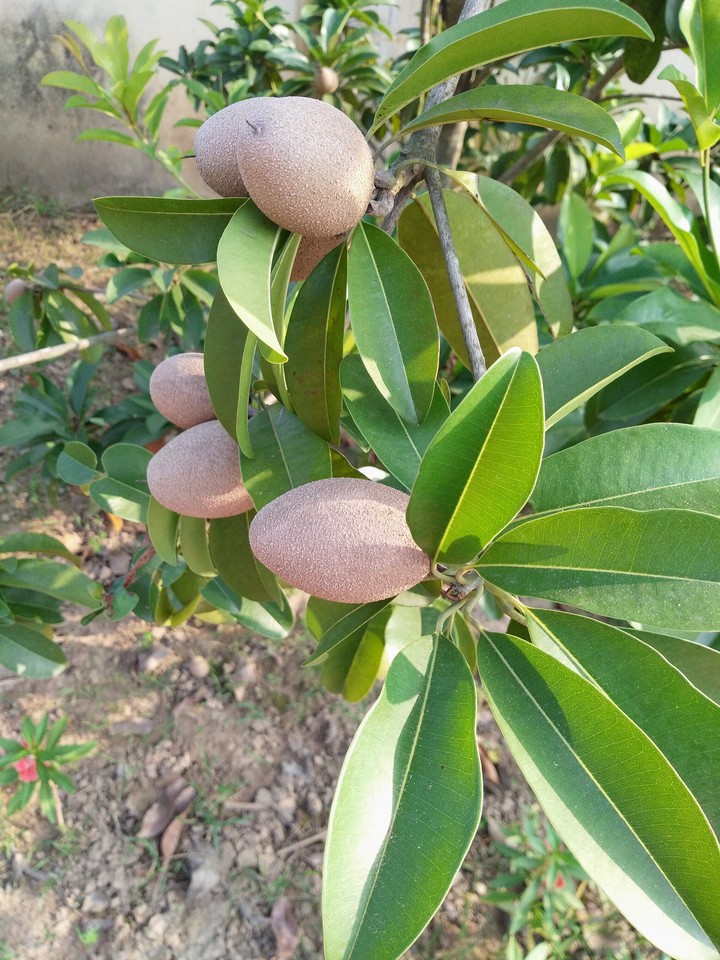 Fruit ?