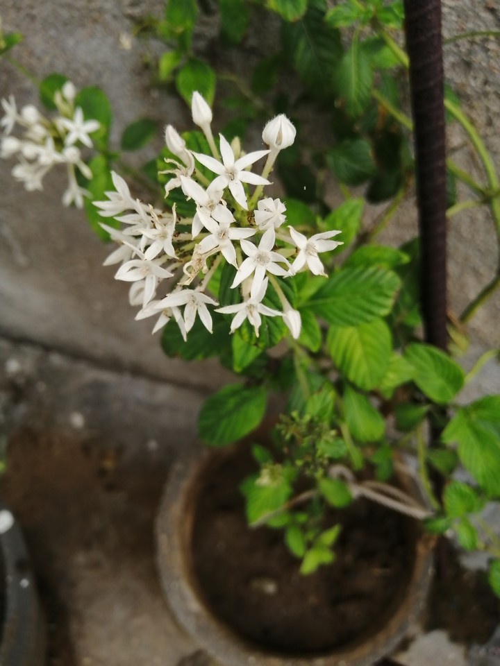 flowers