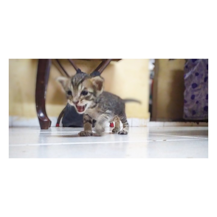 KITTY
