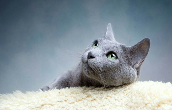 Кошка