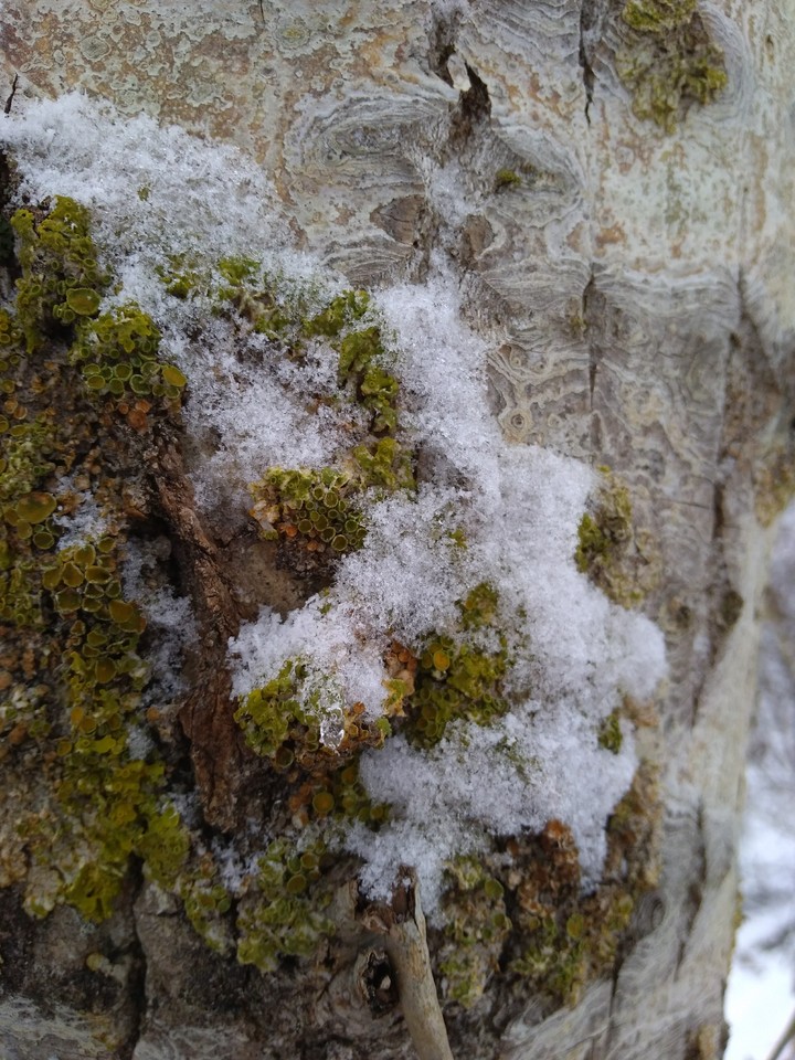Macro
