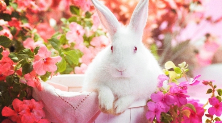 A rabbit on a bag