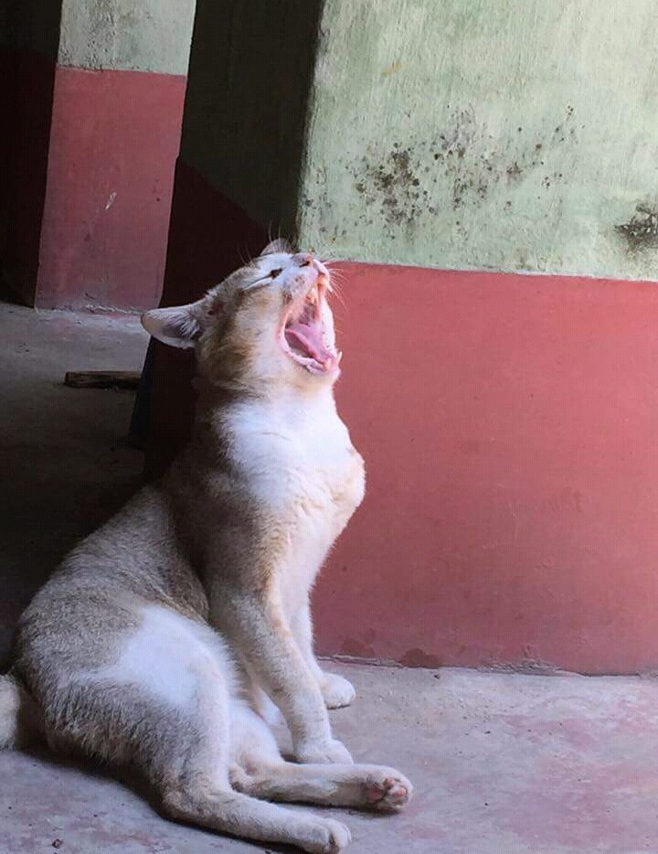 sleeping cat