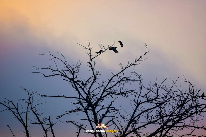bird dance