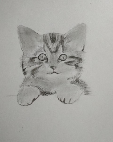 обои kitten, illust
