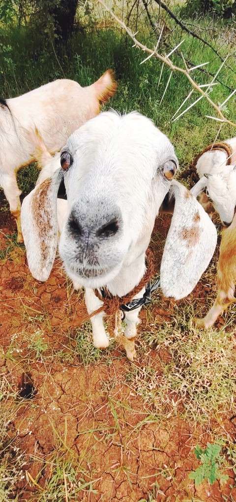 ? sheep