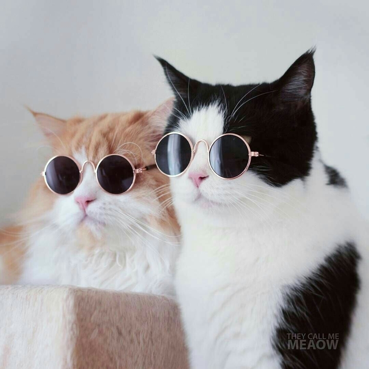 cats