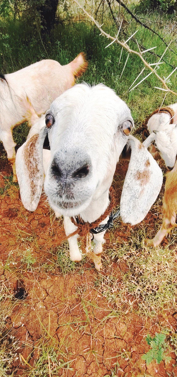 ? sheep