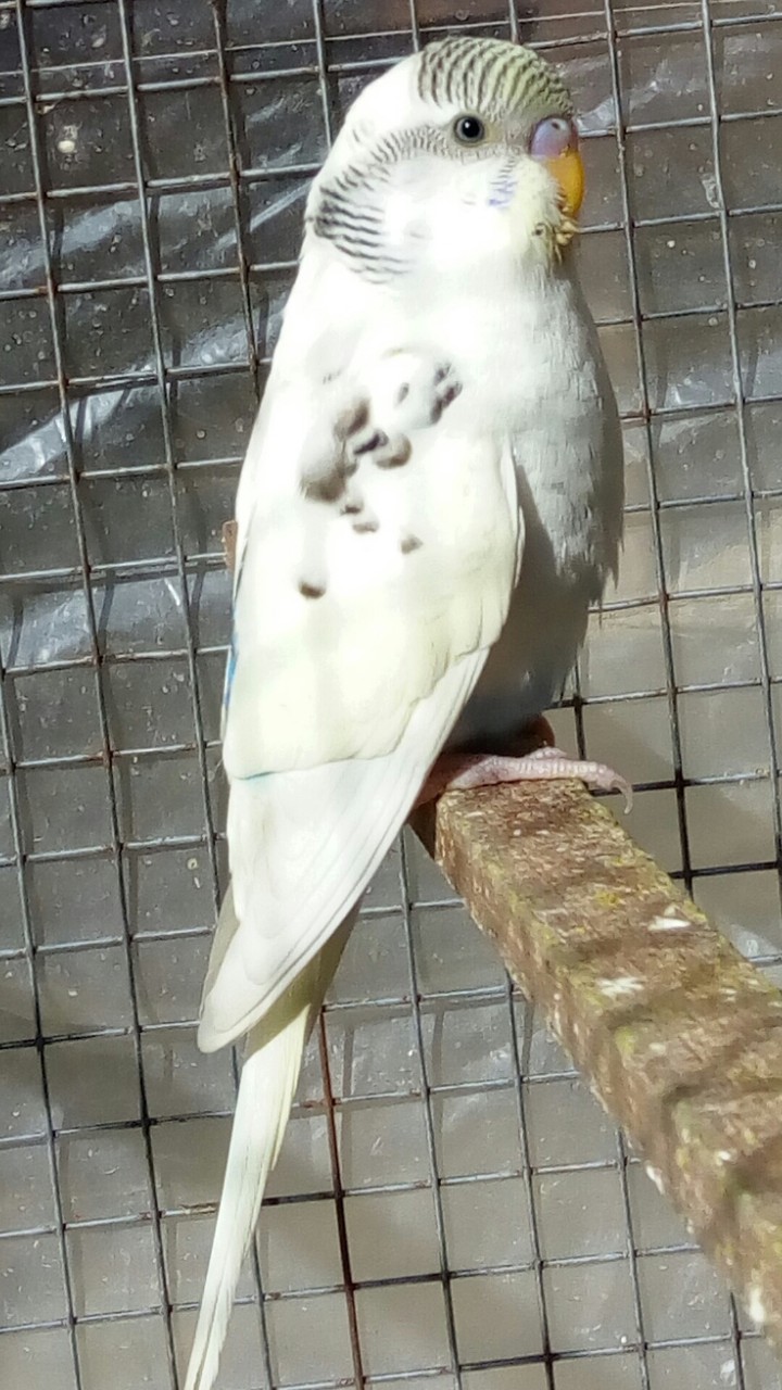 my budgie