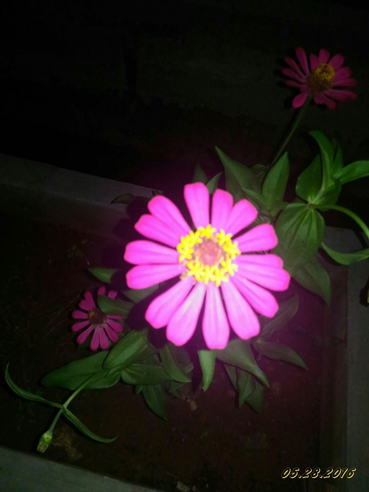 Natural Pink Flowers