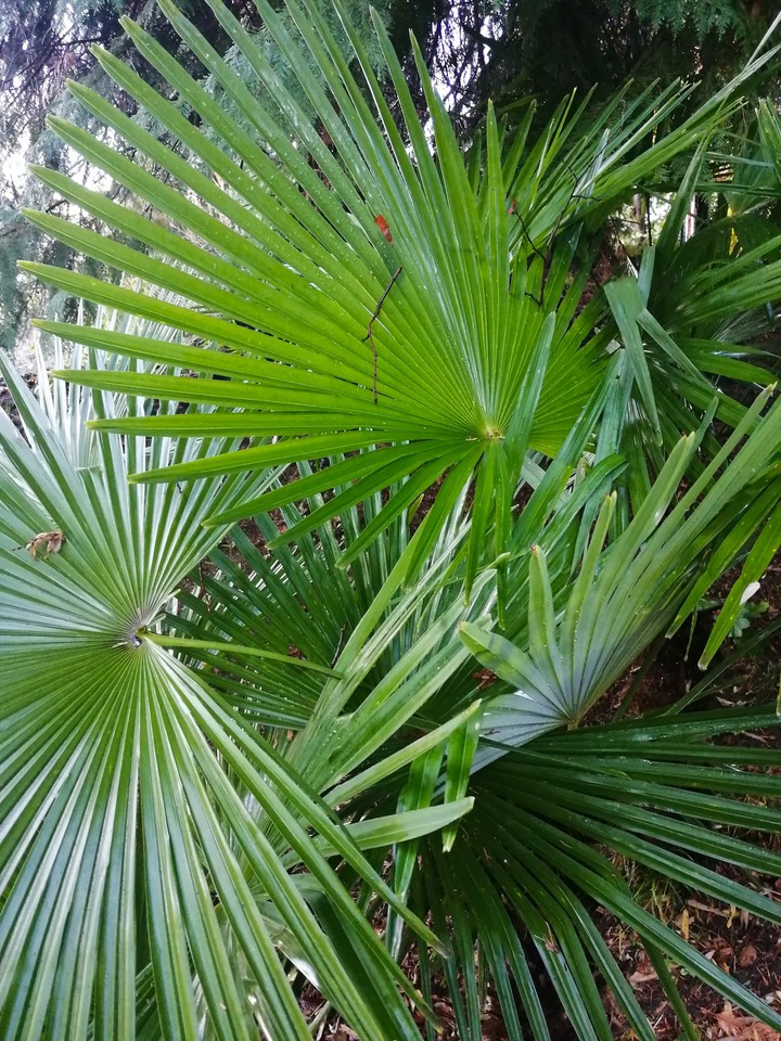 nature