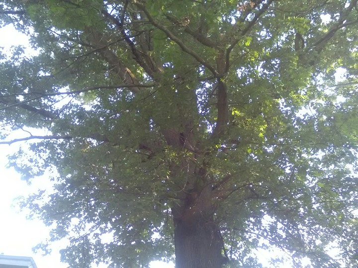 my tree.