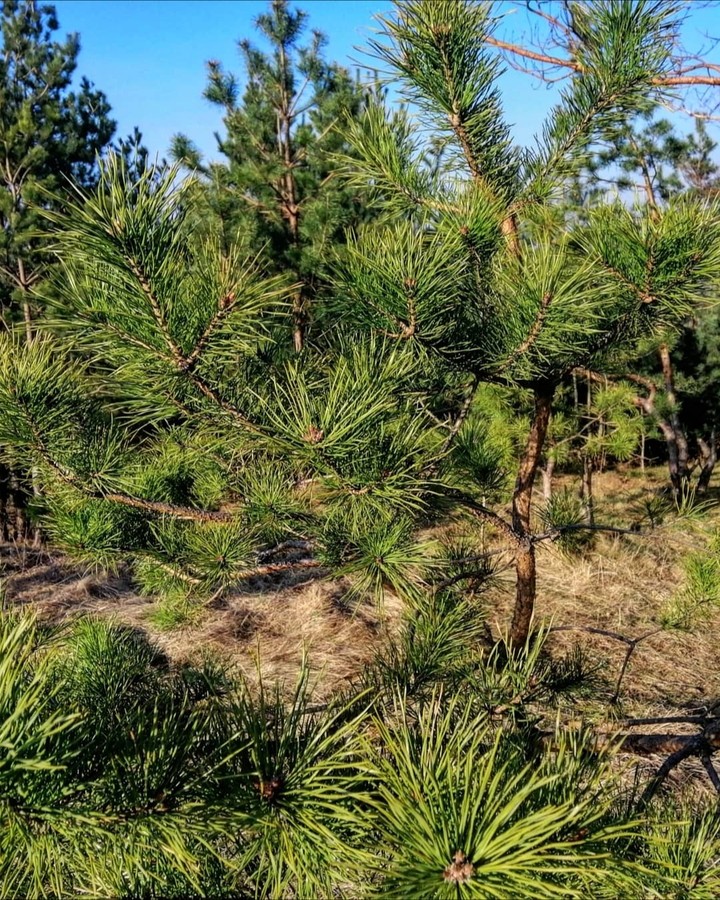 tree