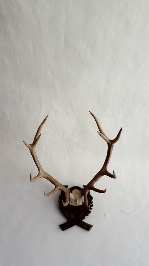 sfondi bone, Skull